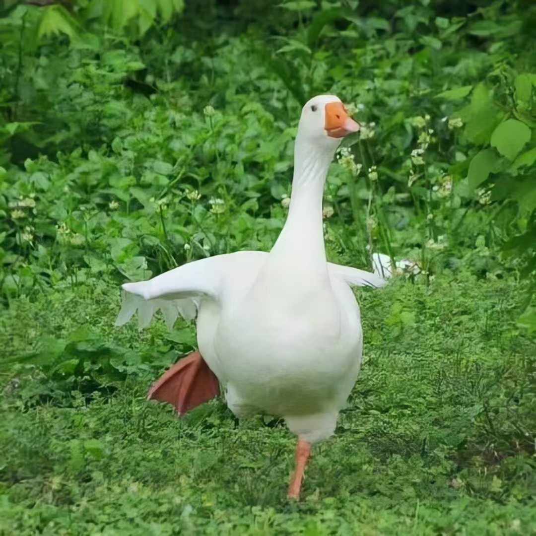 商户贷陪跑必看：不搞懂银行流水，你永远贷不到钱！